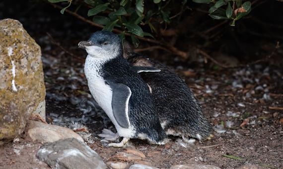 菲利普島自然公園－企鵝遊行 Penguin Parade